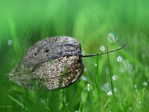 Bokeh, physalis bloated, grass