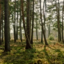 grass, Bush, viewes, pine, trees