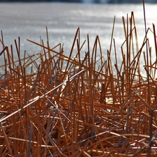 grass, dry, Cane