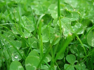 grass, Clovers