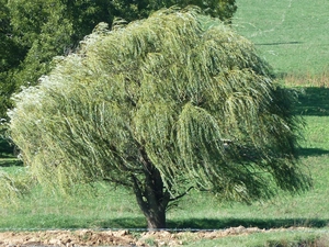 grass, Willow, Crying