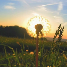 dandelion, grass