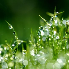 droplets, an, grass, Rosy