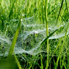 drops, Web, grass, Rosy