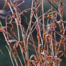 dry, grass