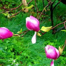 Flowers, Pink, grass, donuts