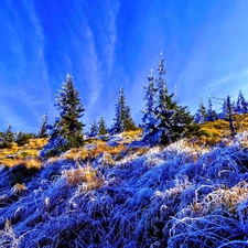 White frost, Christmas, grass