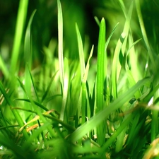 grass, Tufts, green