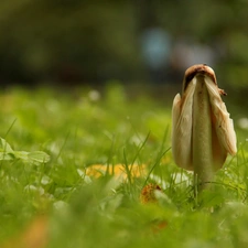 grass, Mushrooms, Hat