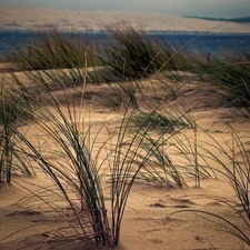 grass, Dunes, maritime