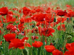 grass, papavers, Meadow