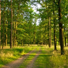 grass, Path, trees, viewes, forest