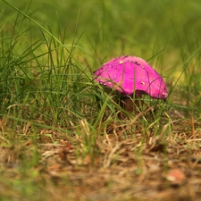 Pink, Mushrooms, grass, toadstool