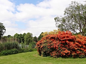Garden, grass, Pond - car, rhododendron