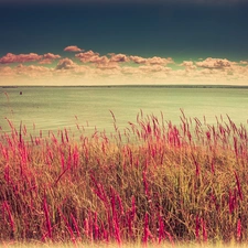 grass, clouds, sea