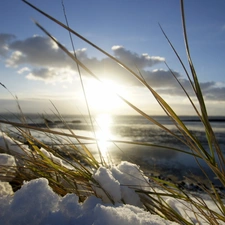 grass, snow, sun, sea, Early