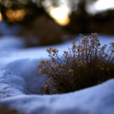 snow, Flowers, grass, dry