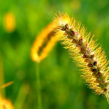 stalk, plants, grass, colorful