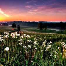 west, dandelions, grass, sun