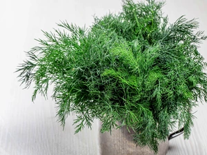 dill, Dill, Cup, Green