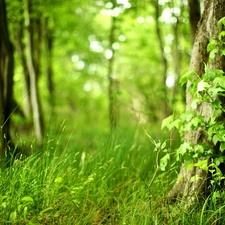 green, forest, grass