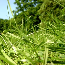 green ones, grass