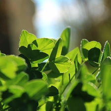 Leaf, trefoil, green ones