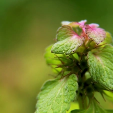 leaves, nettle, green ones