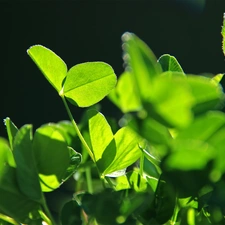 leaves, trefoil, green ones