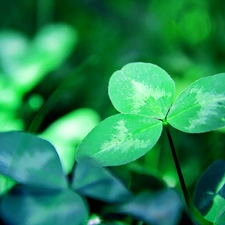 leaves, trefoil, green ones