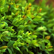 leaves, young, green ones