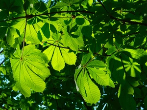 trees, green ones, Leaf, chestnut
