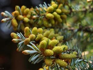 twig, green ones, conifer, cones
