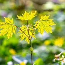 twig, green ones, Leaf, maple