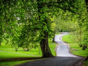 trees, chestnut, Park, green ones, Way