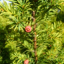 green, Red, yew