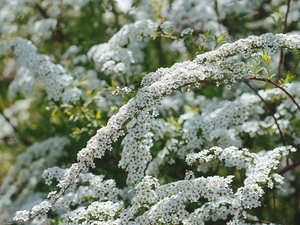 Spiraea Grey, Flowers, White, Twigs