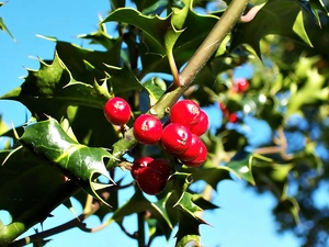 twig, Red, Fruits, holly