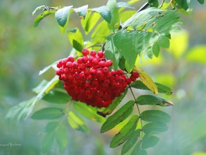 Fruits, Plant, red hot