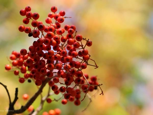 red hot, Mountain Ash, Plant