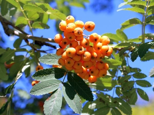Leaf, summer, red hot, twig, Plant