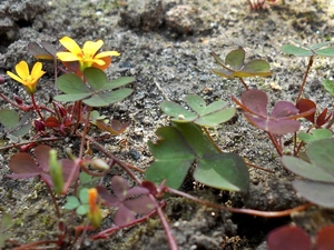 red hot, Yellow, Flowers, trefoil
