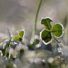 frozen, crystals, ice, trefoil