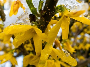 Icecream, Bush, forsythia