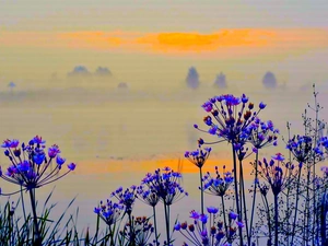 Great Sunsets, dill, inflorescences, grass, Blue