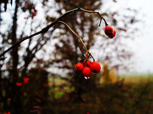 Plant, drops, water, Insect
