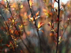 Spiraea, Leaf, Bush, Japanese