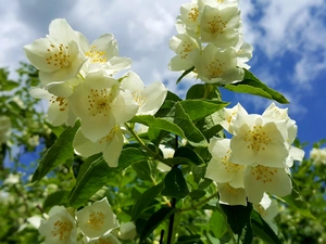 jasmine, Twigs, flower