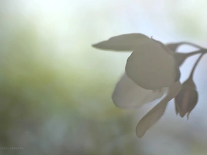 jasmine, Colourfull Flowers