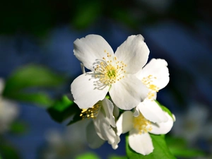 jasmine, White, Flowers